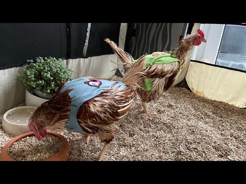 Folge 38: Hühnerrettung (Serie: Tiergeschichten Teil 2)