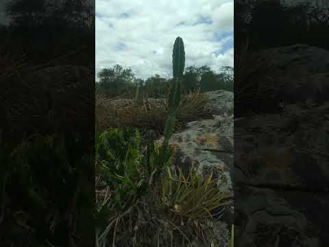 lagoa de pedra aporá Bahia