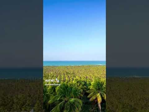 Praia do Gunga - Roteiro - AL