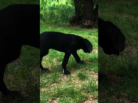Deutsche Dogge Welpe kaufen