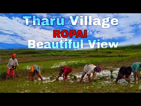 THARU VILLAGE VEW - BEAUTIFUL VIEW 😍||barkha k time haravara gau tharu saskriti 😊