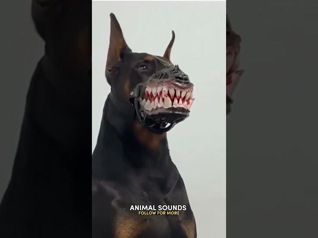 Vídeo relacionado con Animal School: Where all the teachers are animals! (English Edition)