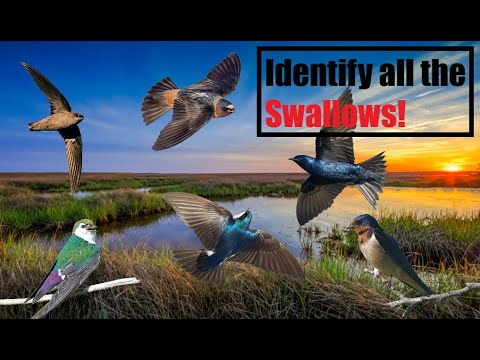 Swallow Identification A Complete Guide