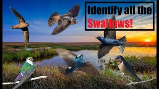 Swallow Identification! - A Complete Guide!
