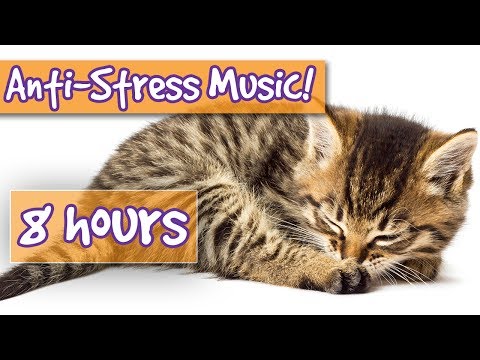 Music for Cats! Soothe Stressed Cats with Calming Music, Relieve Anxiety, Help Cats to Sleep! 🐱 💤