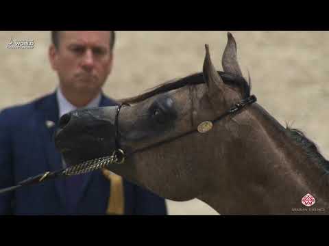 N 90 GHAALI   Paris 2019   Yearling Colts Class 4A