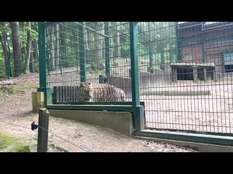 Tygrysy Gdańskie ZOO 2021