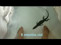 Water Monitor 16 Months Of Growth