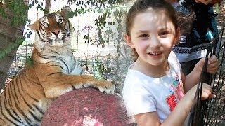 preview picture of video 'I Don't Want a Pet Tiger!'