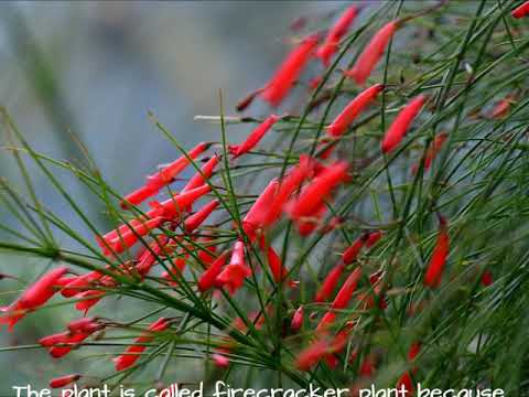 Russelia equisetiformis, The Firecracker Plant