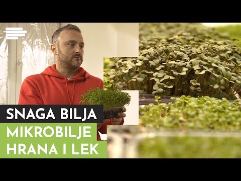 SNAGA BILJA: Ni manje hrane, ni većeg čuda! Da li ste probali mikrobilje?
