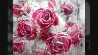 Roses in the Snow