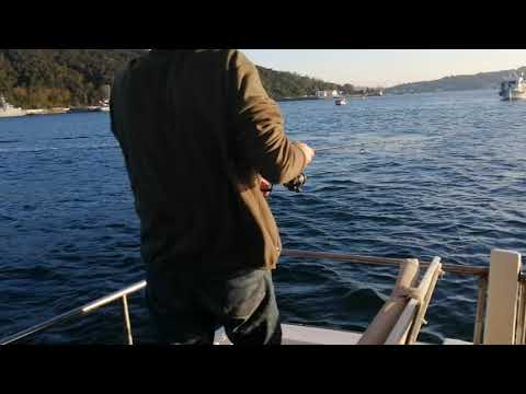 20 Ekim Çarşamba Bu ekip inanılmaz Balıklar kendiliğinden tekneye atlıyor Video