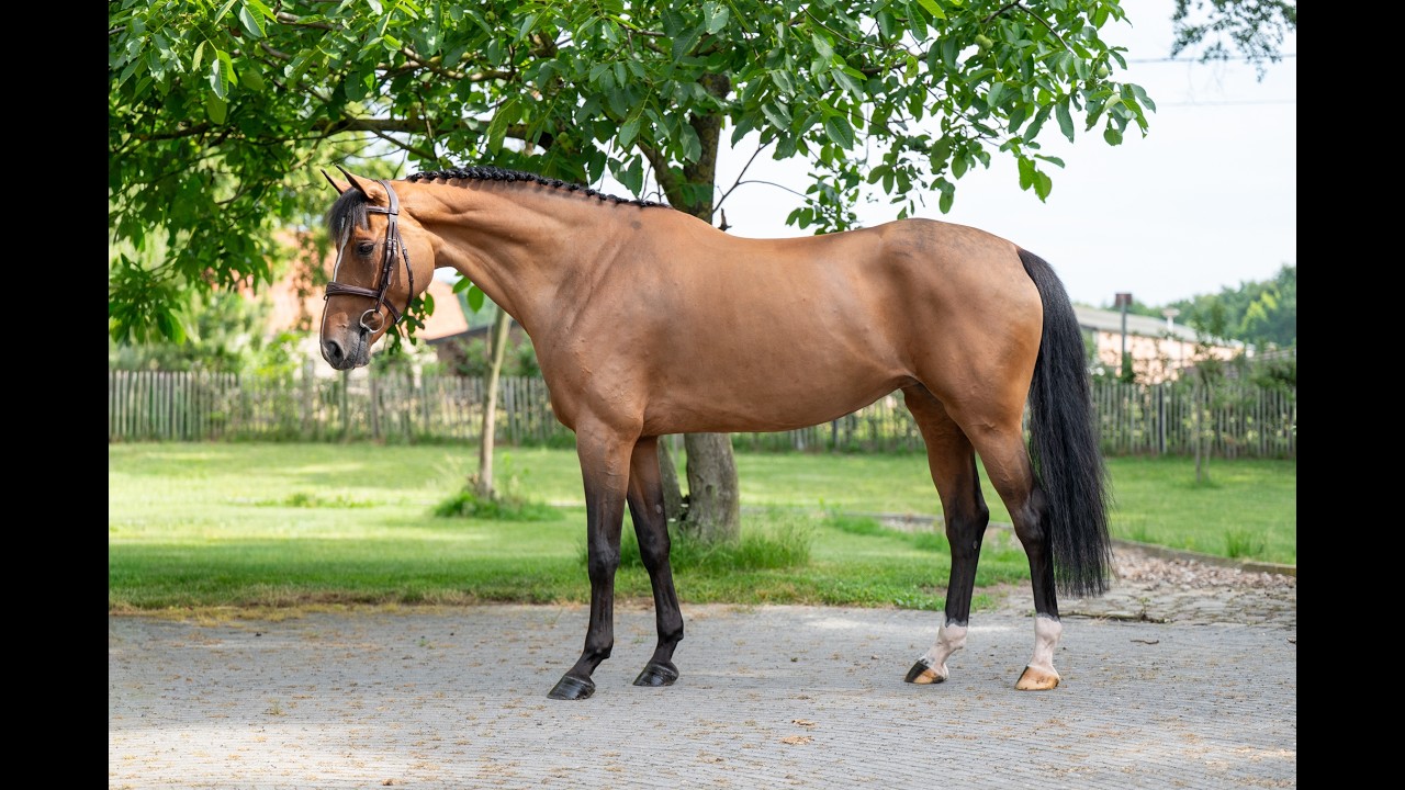 Thalassa KGL (HOOCH DK x CARSON ASK) video 3