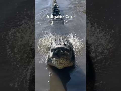 Alligator Core #animalshorts #animals #alligator #crocodile