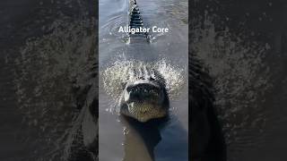 Download lagu Alligator Core #animalshorts #animals #alligator #crocodile mp3