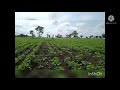 Soybean Status Soybean Farming Status सोयाबीन शेती Shorts
