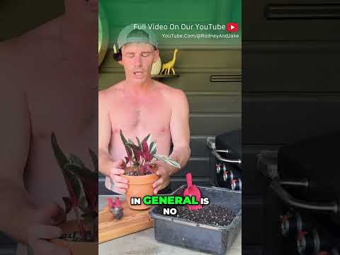 Improve Plant Health with Terracotta Pots: A Guide for Tropical Plants