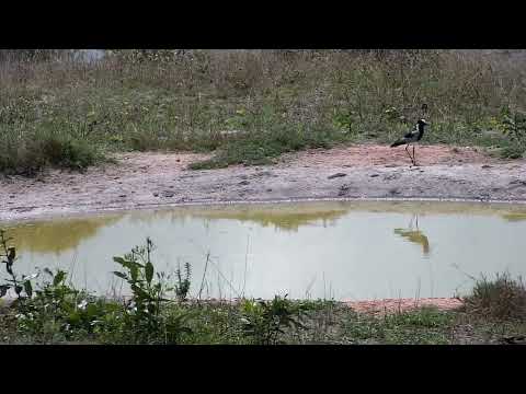 Djuma: Blacksmith Lapwing at pan - 12:33 - 09/28/2022