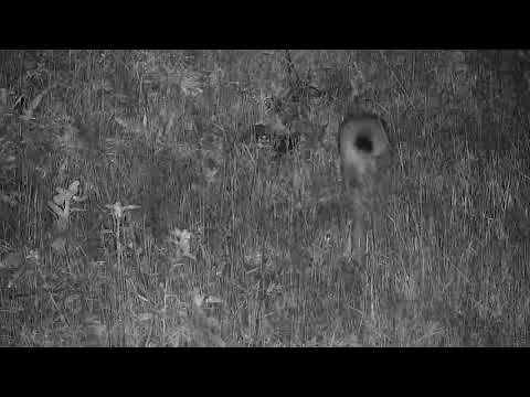 Djuma: Scrub Hare feeding - 01:00 - 12/02/20