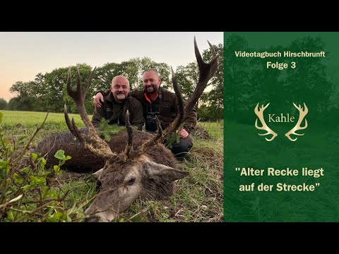 Ein alter Hirsch wird erlegt - Jagd in Pommerns Wäldern