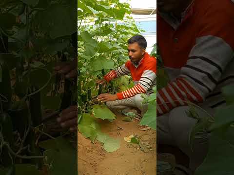 , title : 'Cucumber Farming #vairati #tachnical  #issue #Heyjen_Biotech #seeds #cucumber #polyhause'