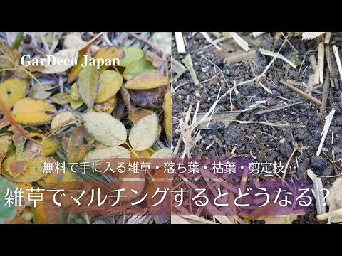 冬のマルチングのメリットとデメリットは何ですか？解読！  庭園
