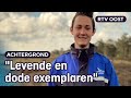 Student Luca (17) moet op zoek naar dode hagedissen | RTV Oost