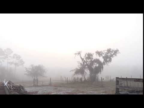 Morning Fog Mallard Fly By