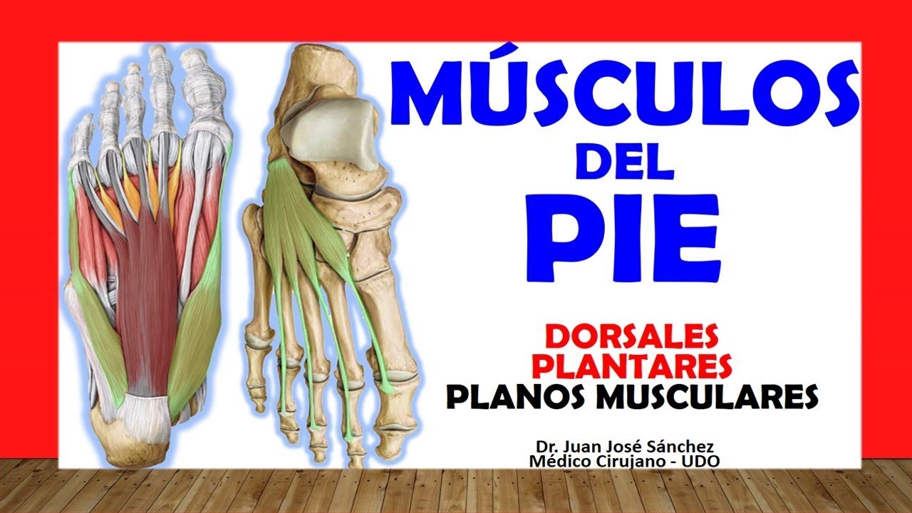 🥇 FOOT MUSCLES. (DORSAL AND PLANTAR). Easy, Fast and Simple