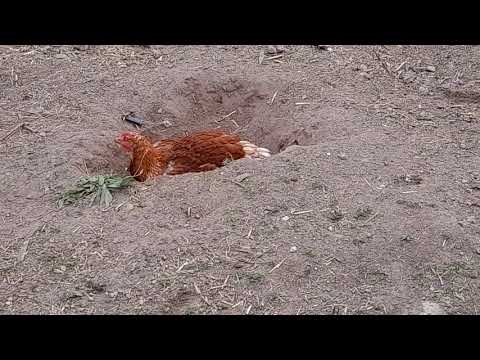 Sandbad für Hühner Was muss man beachten