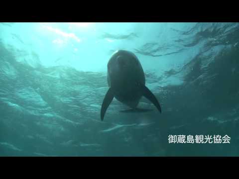 イルカ　御蔵島観光協会