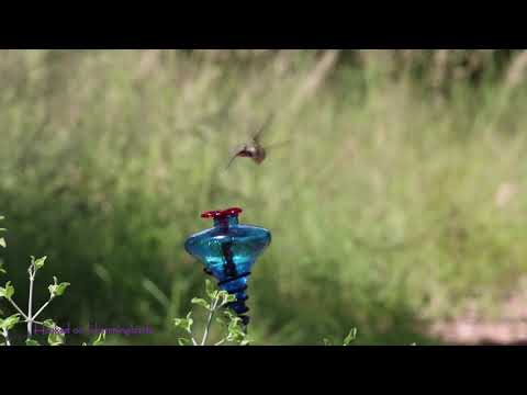 Hummingbirds and Butterflies in Ash Canyon