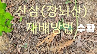 #산삼(장뇌삼)재배방법 #저의보물산을 공개합니다