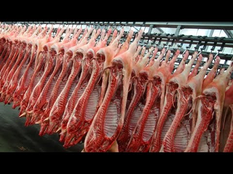 Amazing meat processing plant