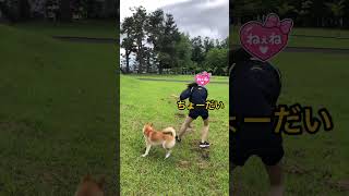 ねぇねとボール遊び♪ #柴犬 #柴犬のいる暮らし #犬のいる生活 #犬動画 #shiba