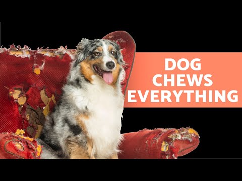 My DOG CHEWS EVERYTHING in Sight 🐶 (7 Reason Why and What to Do)