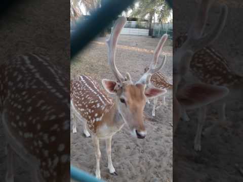 Saudi Arabia Dammam Farm House