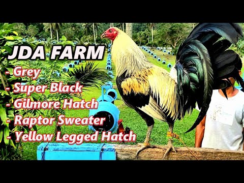 Joe Sanford Yellow Legged Hatch Super Black Gilmore Hatch Grey Raptor Sweater - JDA FARM Philippines