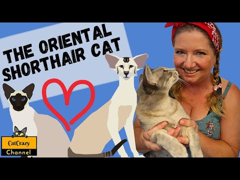 What is the Sleek and Slender Oriental Shorthair Cat Breed All About?