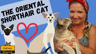 What is the Sleek and Slender Oriental Shorthair Cat Breed All About?