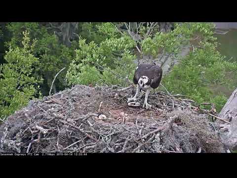 Second Egg Hatches! Fish Delivery to Osprey Nestlings | Cornell Lab | Savannah Ospreys