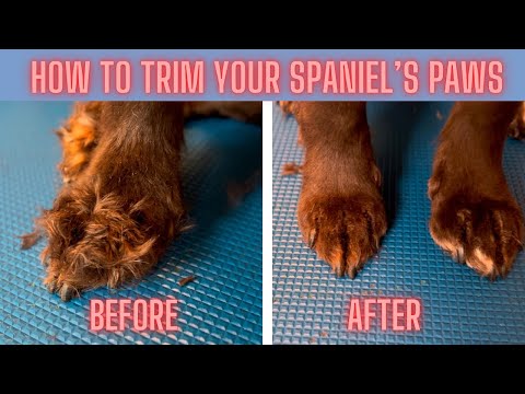 How to Trim Your Spaniel’s Paws at Home | Easy Dog Grooming Guide