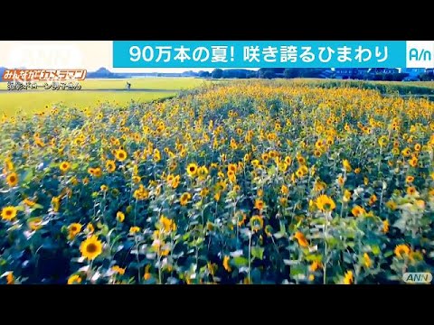 ヒマワリはどのように太陽を追いかけるのか