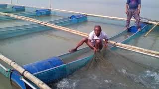 মেঘনা নদীতে খাঁচায় মাছচাষ