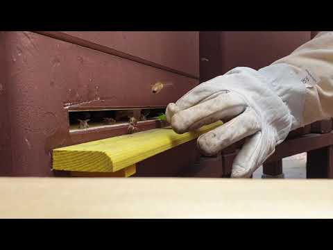 🐝Imkerei Schipper🐝 Neulich vor dem #Flugloch Folge 7