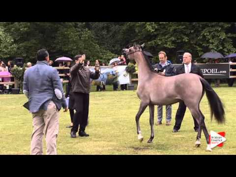 N.207 HANAYA FARFOURA - Bruges 2015 International - Egyptian Jr Filly (1 until 3 years ) (Class 114)