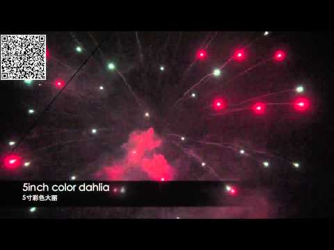 5inch color dahlia