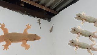 Download lagu suara dua cicak lucu mau menikah mp3 Download lagu suara dua cicak lucu mau menikah mp3