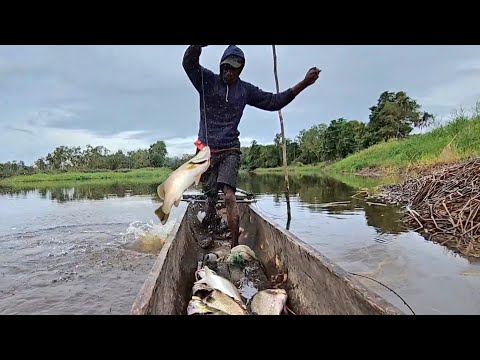 Amazing! This Papua man is an expert in barramundi fishing